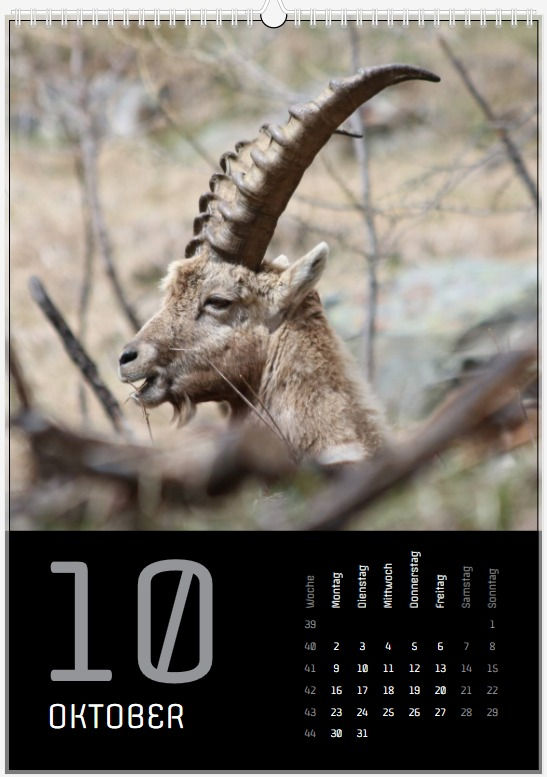 Miniaturbild: Kalender Steinböcke 2023