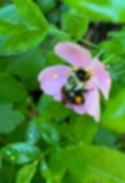 IMG_4284.jpeg