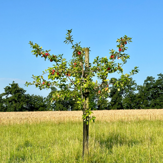 Apple trees on the side of the road