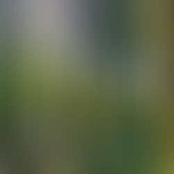 Trees of Waldweiher Mass, Opfikon