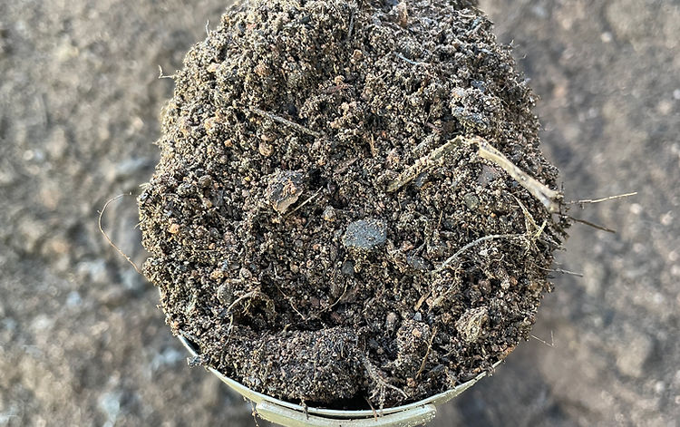 Planter Mix in a scoop