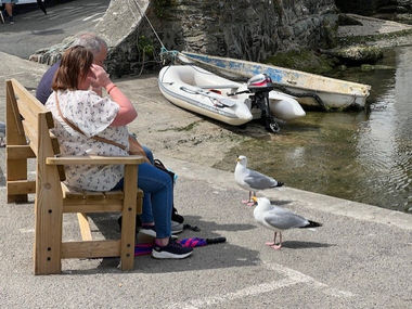 Wonder gulls