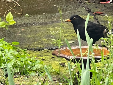 A favourite under threat