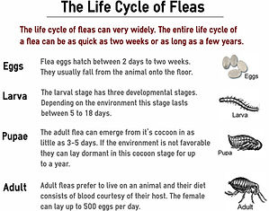 Life Cycle of Fleas