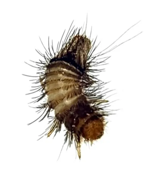 Carpet Beetle Kelowna Qfi Pest Control