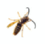 Stinging Insects
