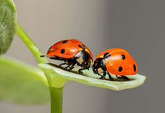 Native Lady Bug.jpg
