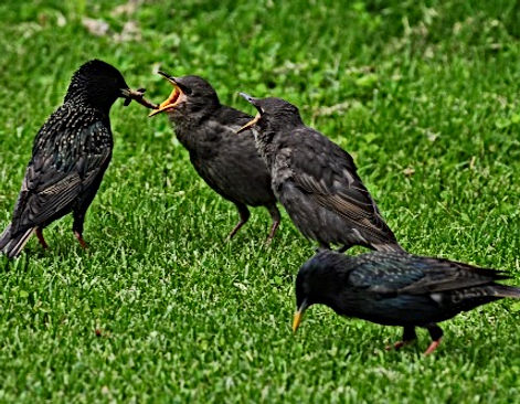 Starlings