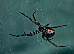 Black Widow Spider