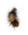 Carpet Beetle