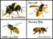 Stinging Insects