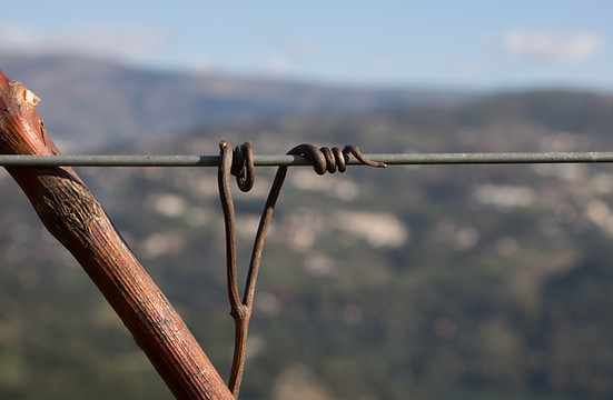Vinhas do Douro