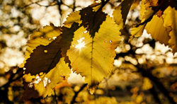 Autumn's Touch