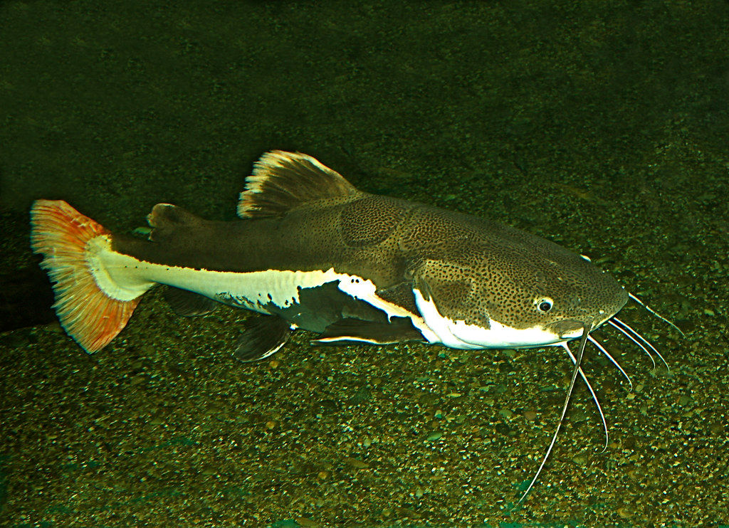 Redtail Cat Fish