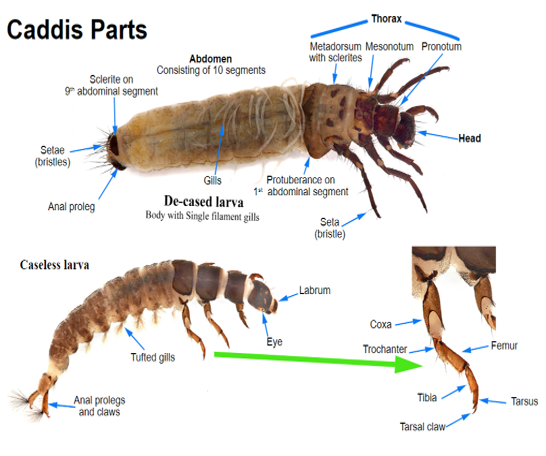 Caddisfly