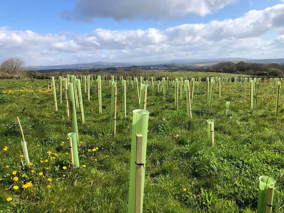 Tree planting at Wembury.jpg