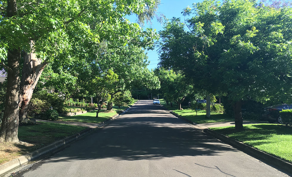 trees_4.JPG