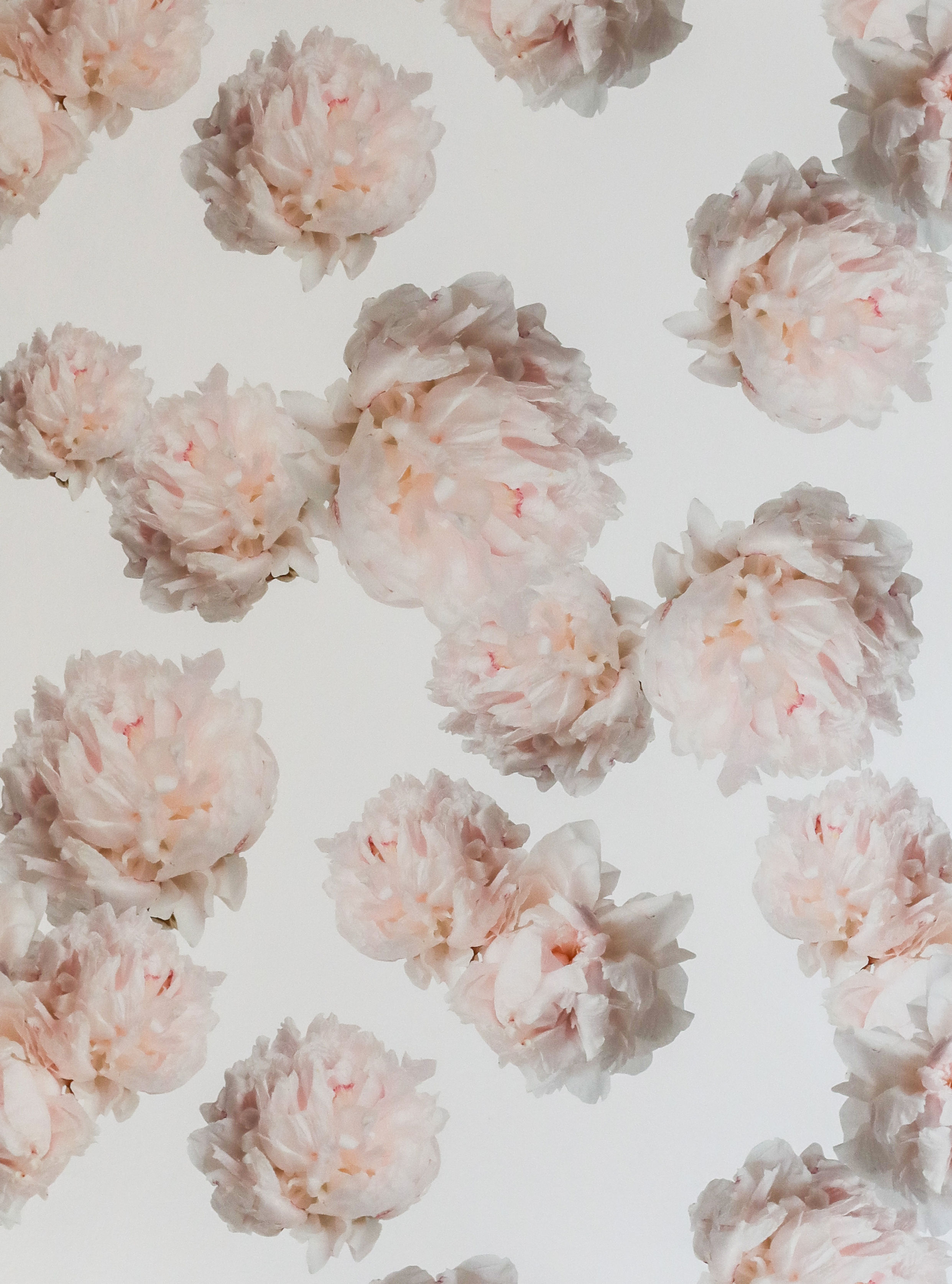 Peony Wallpaper Sample