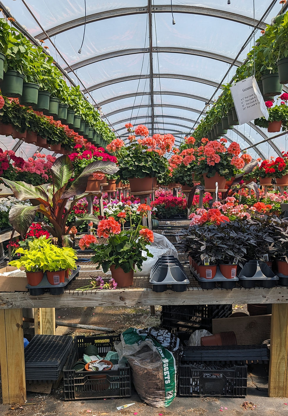 Close-up view of a vibrant nursery with various hanging and potted plants