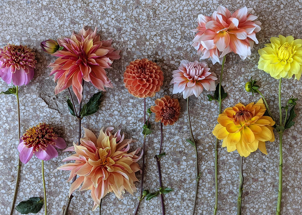 Colorful dahlias arranged in a flatlay on a textured stone background, displaying shades of pink, orange, and yellow.