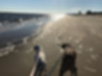 MDogs Beach.jpg