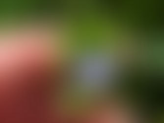 La contemplation comme acte de Vie