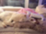 Der Hund kuschelt auf dem Sofa - warum denn nicht?