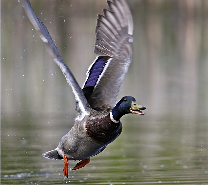 Canard Col vert, migrateur