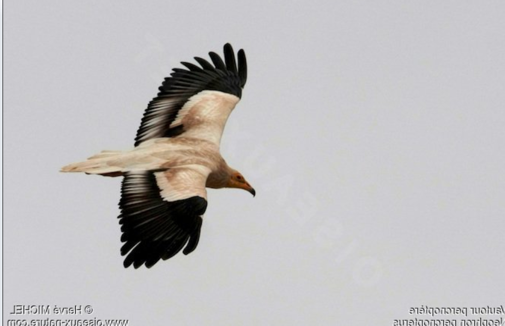 Vautour_percnoptère_–_Neophron_percnopterus_-Egyptian_Vulture