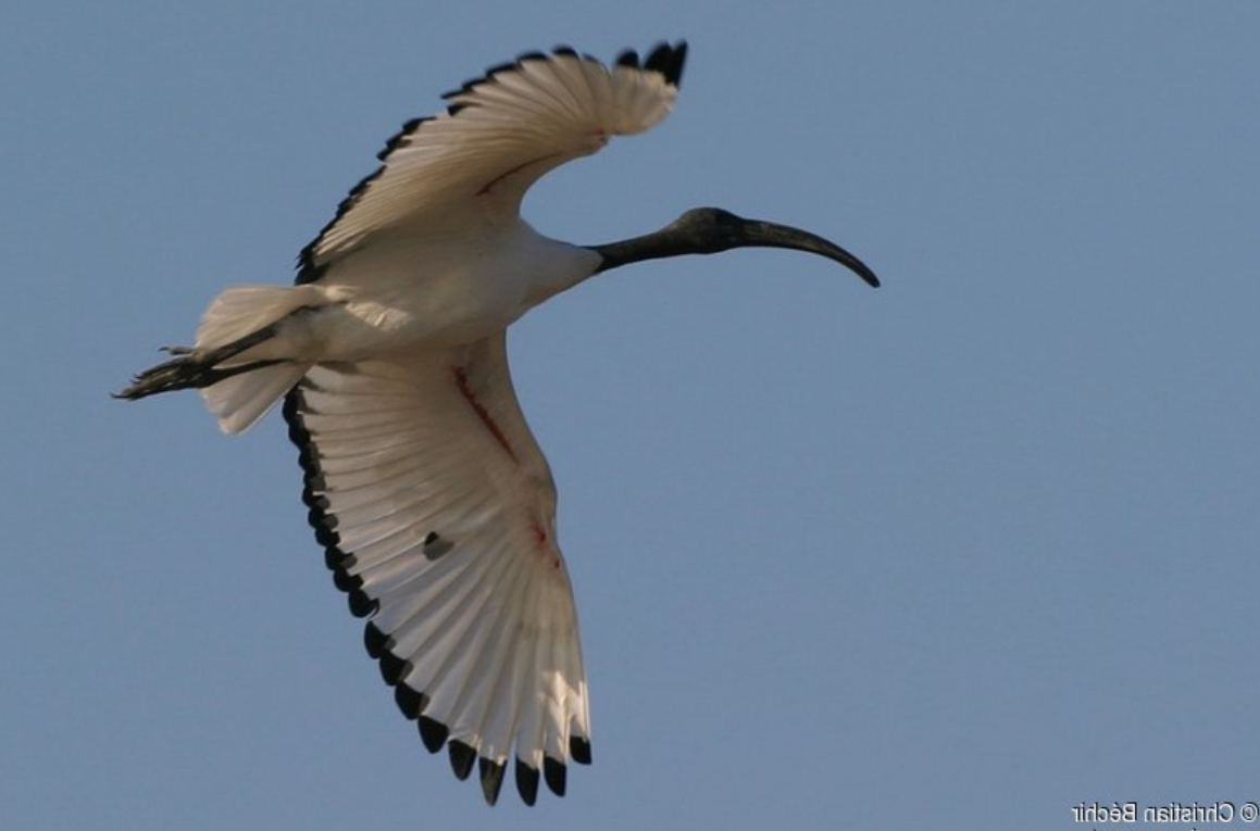 Ibis_sacré_-_Threskiornis_aethiopicus_African_Sacred_Ibis