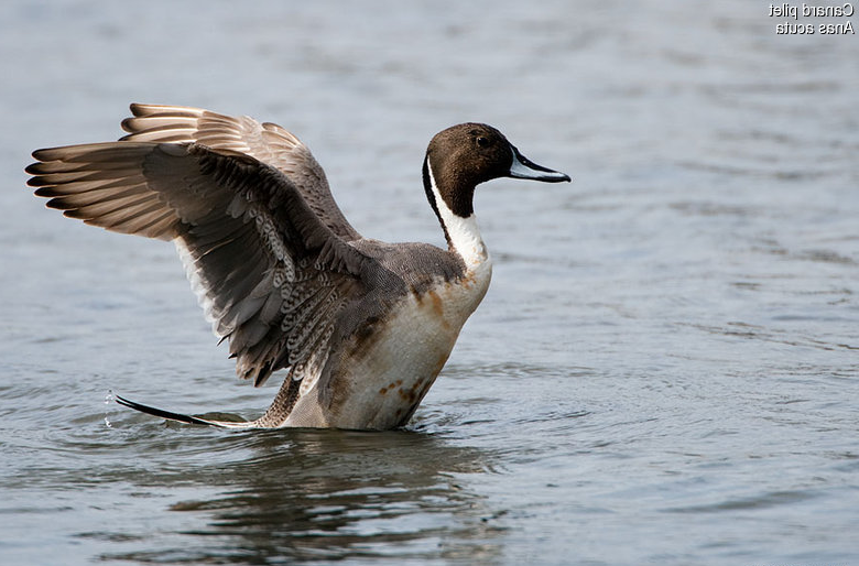 Canard pilet - Anas acuta - Northern