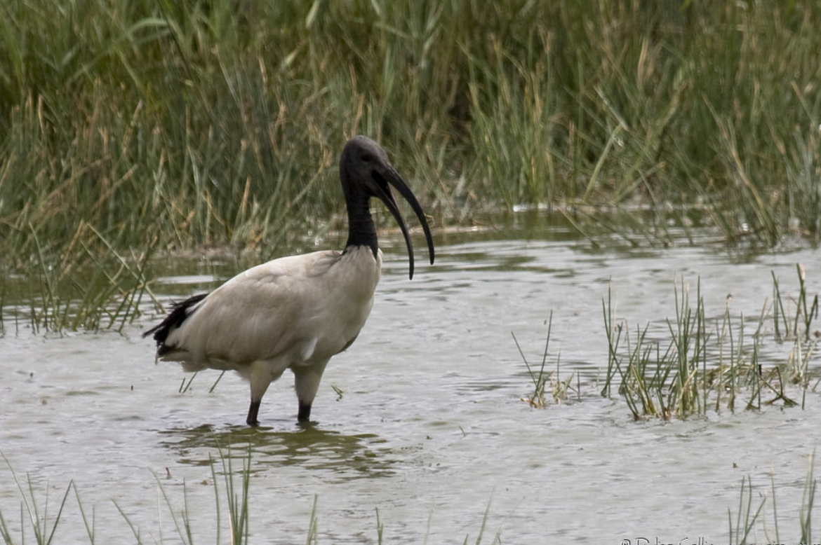 IbissacréThreskiornis_aethiopicus_African_Sacred_Ibis