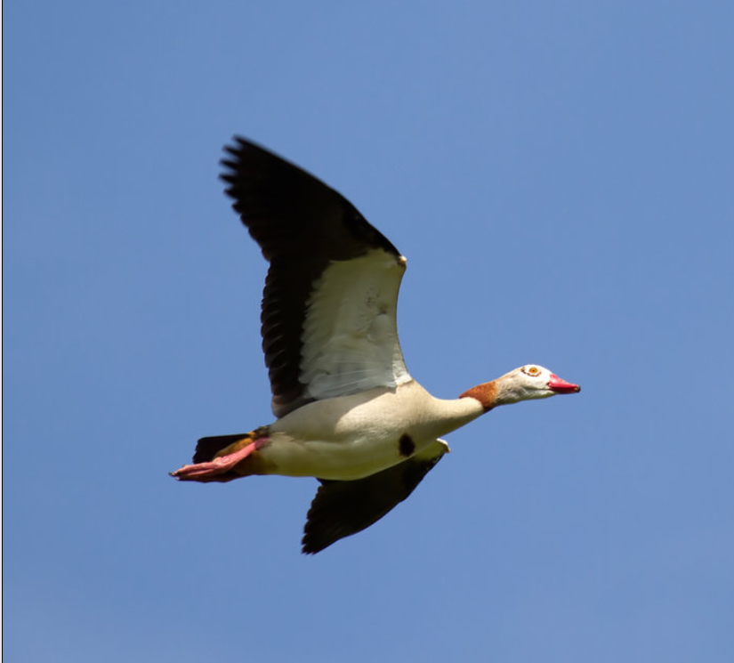Ouette d'Egypte oiseau migrateur
