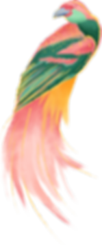 Colorful Bird
