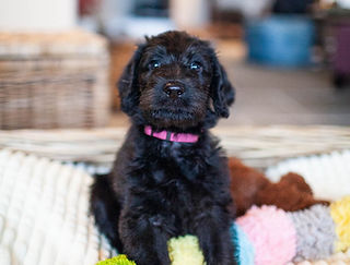 Fokker Australian Labra- en Goldendoodle puppy's België | The Sweet ...