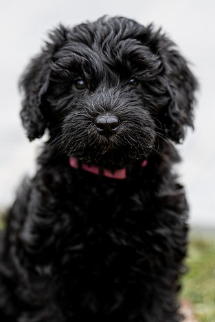 20231201-purper (31 van 47).jpg