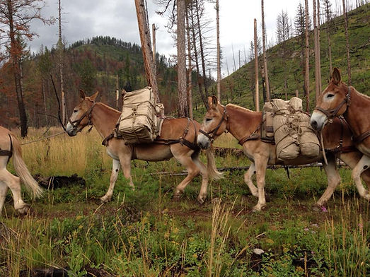 mules in bob.jpg