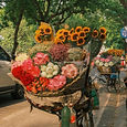 Flores