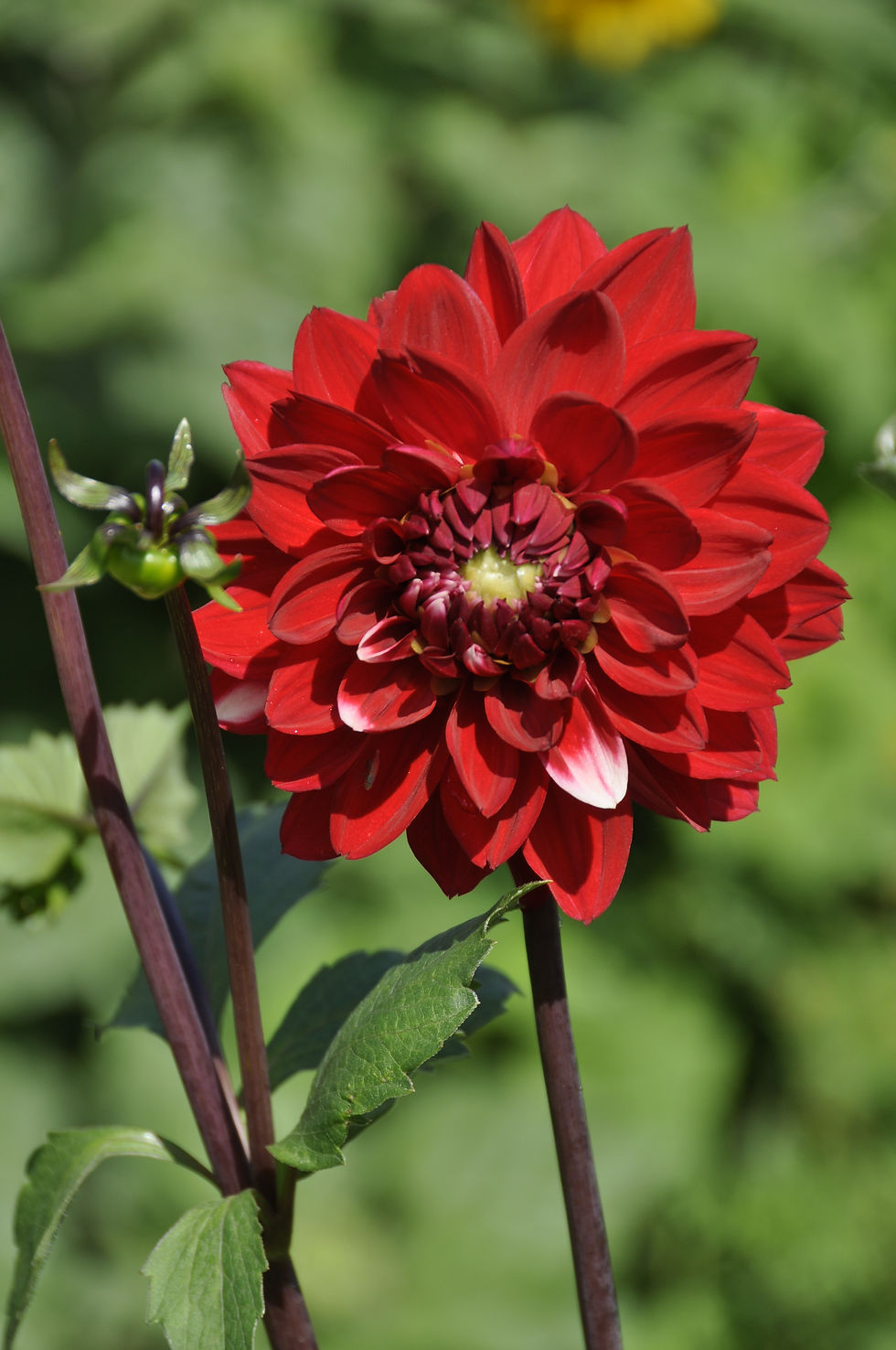 Dahlia