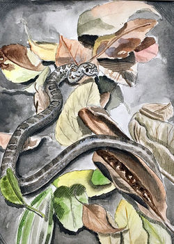 Snake