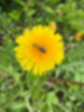 IMG_0600.jpeg