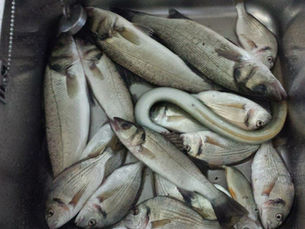 Take action today to stop the TPP!