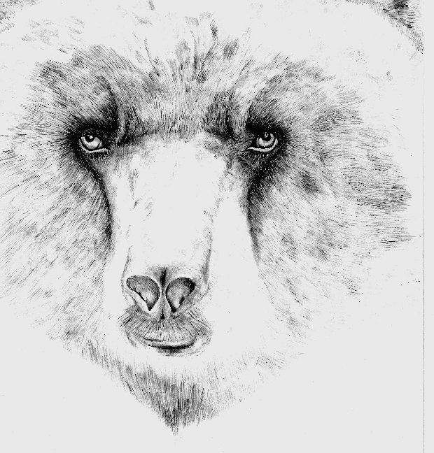 James-Redwood-Bear-Animation.gif