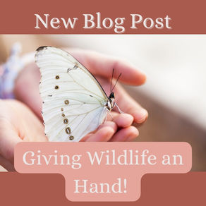 Giving Wildlife a Hand