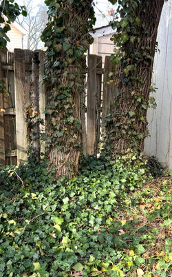 English Ivy Removal