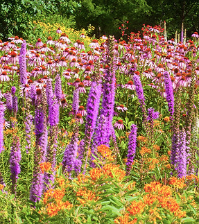 blazing-star-coneflower-and-butterfly-weed-garden-pairing.jpg
