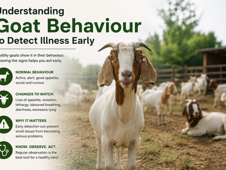 Understanding Goat Behaviour to Detect Illness Early