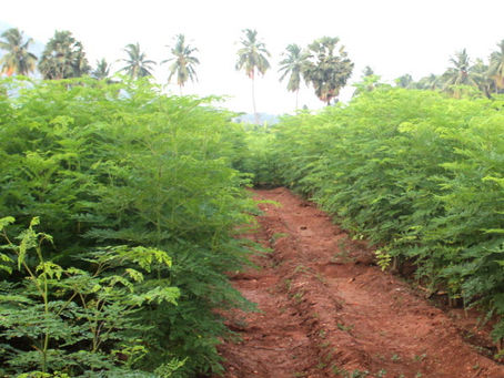 Moringa: An Excellent Fodder for Ruminants 