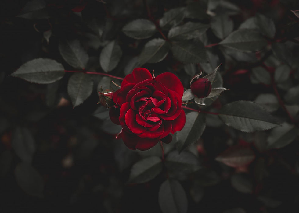 Una rosa rossa