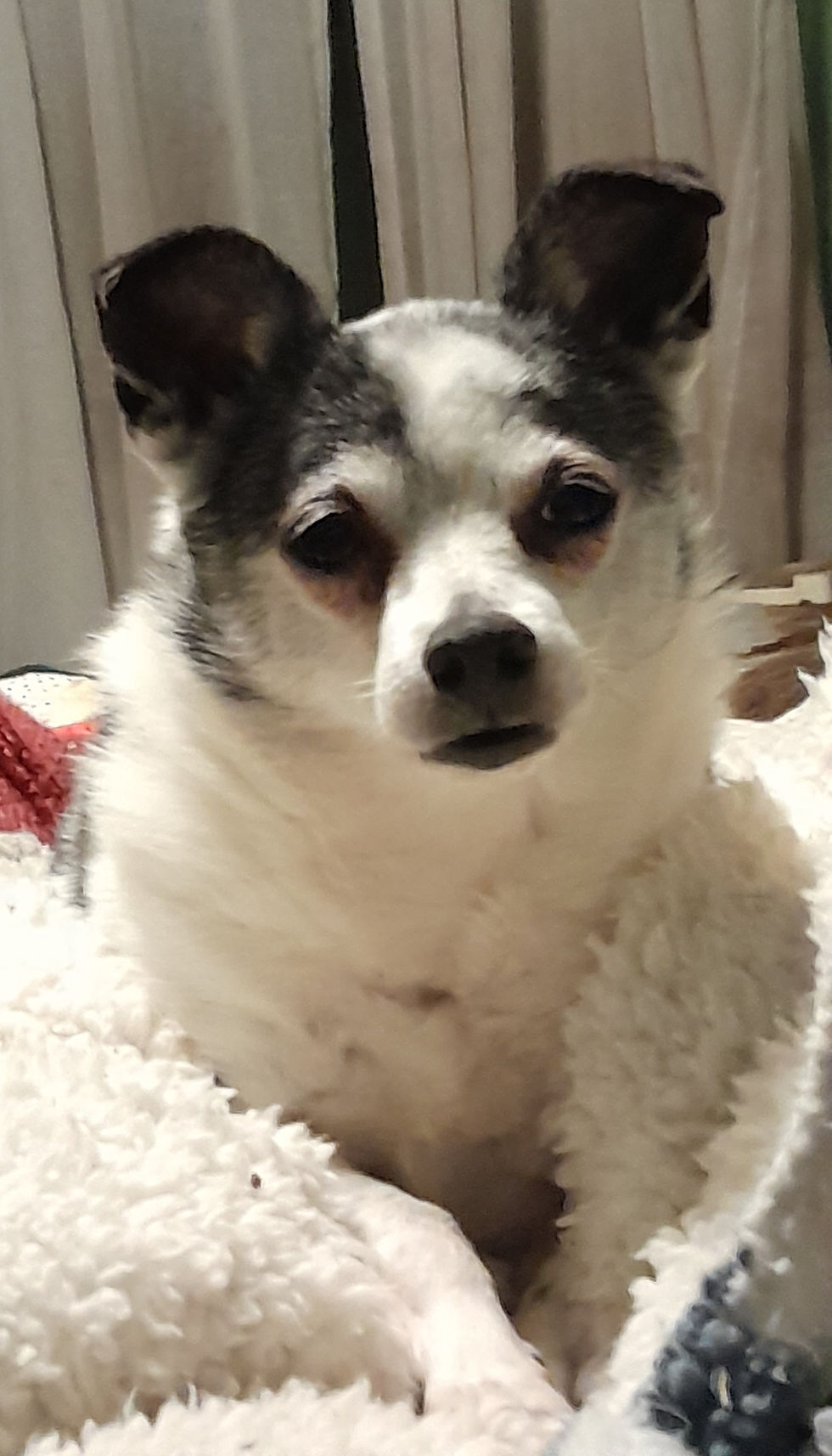 Neem oil and rosemary shampoo bar with goat milk for dogs